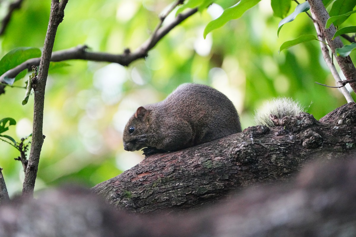 Краснобрюхая белка - ML646905768