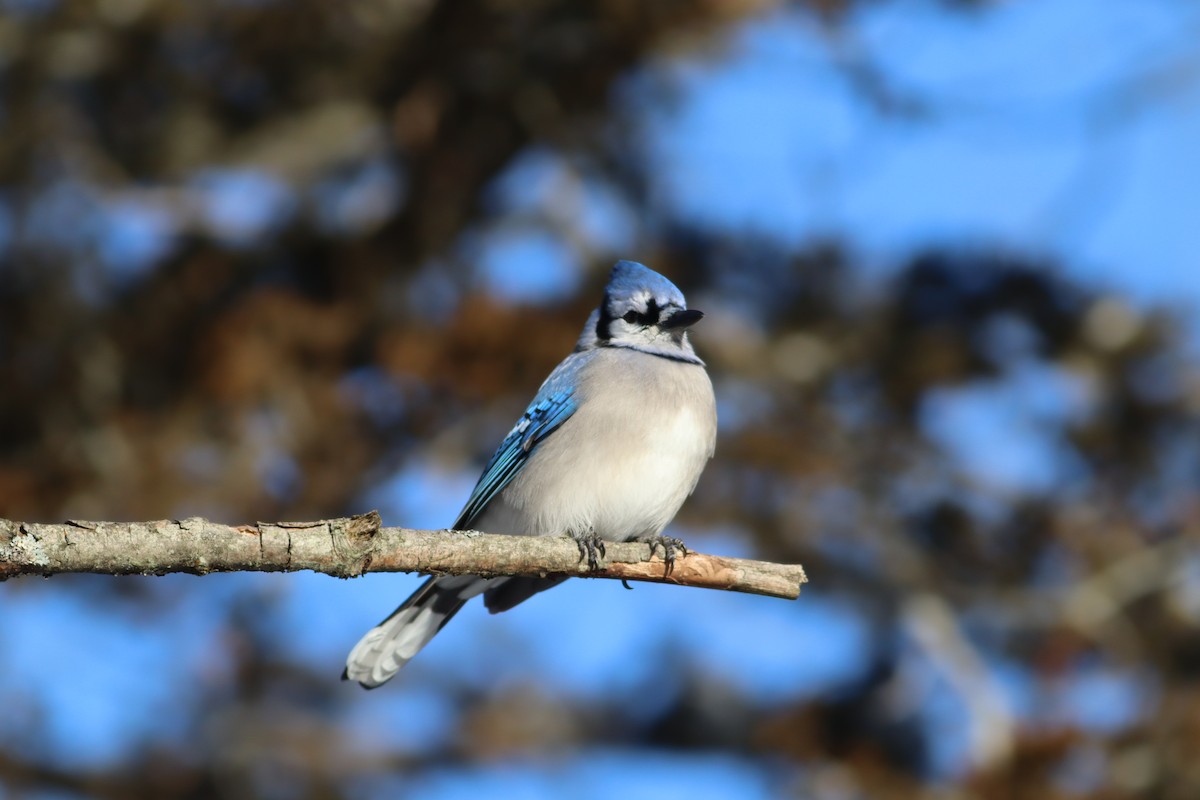 Blue Jay - ML646905769