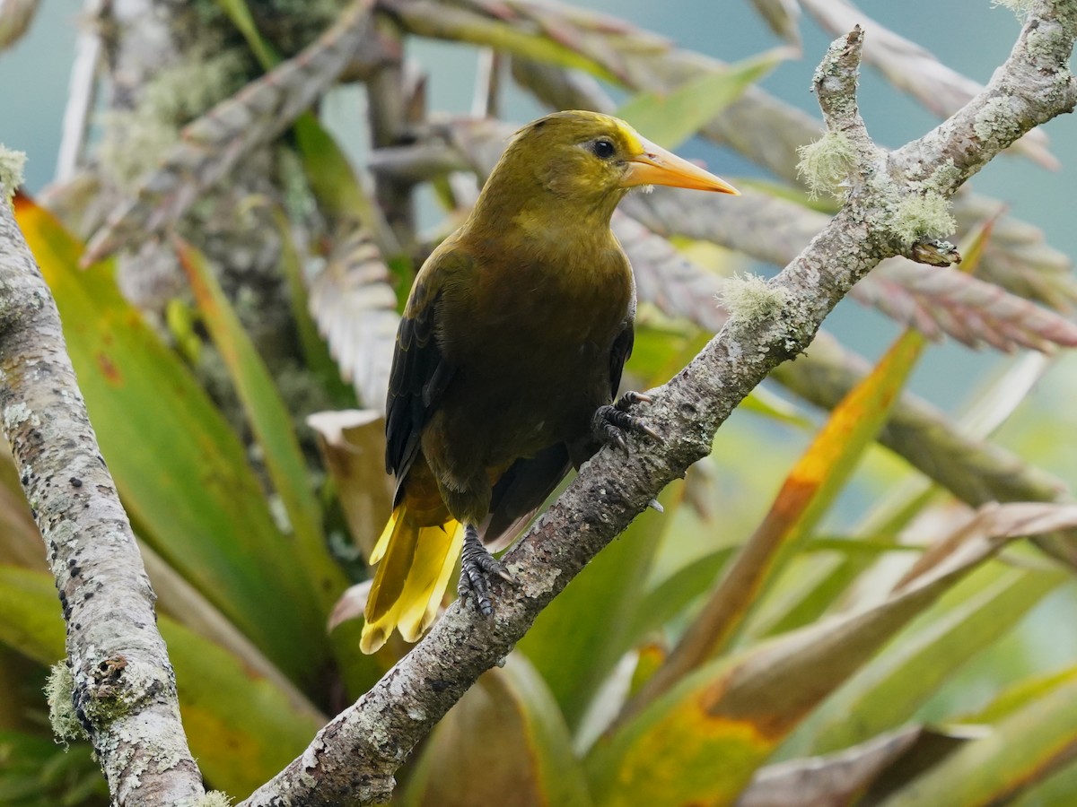 Russet-backed Oropendola - ML646905770