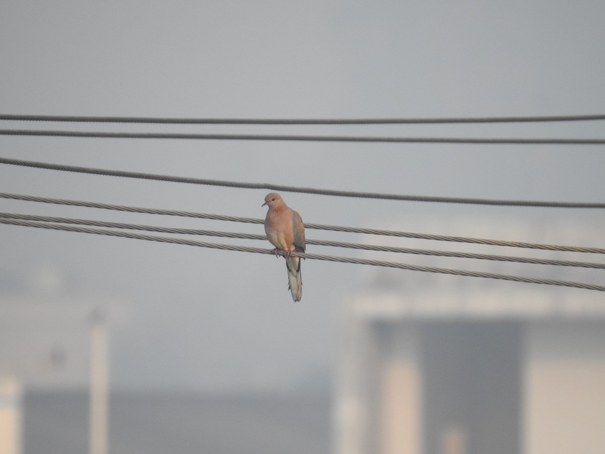 צוצלת - ML646905771