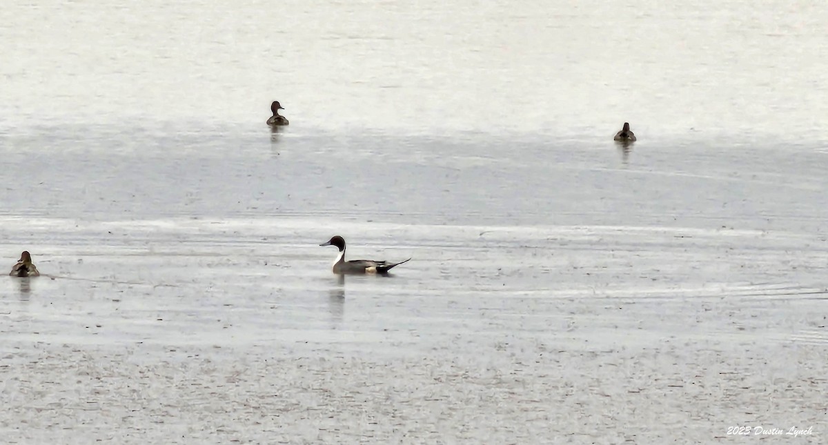 Ahate buztanluzea - ML646905772