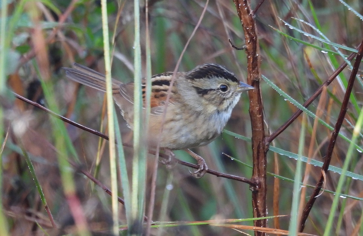 Swamp Sparrow - ML646905773
