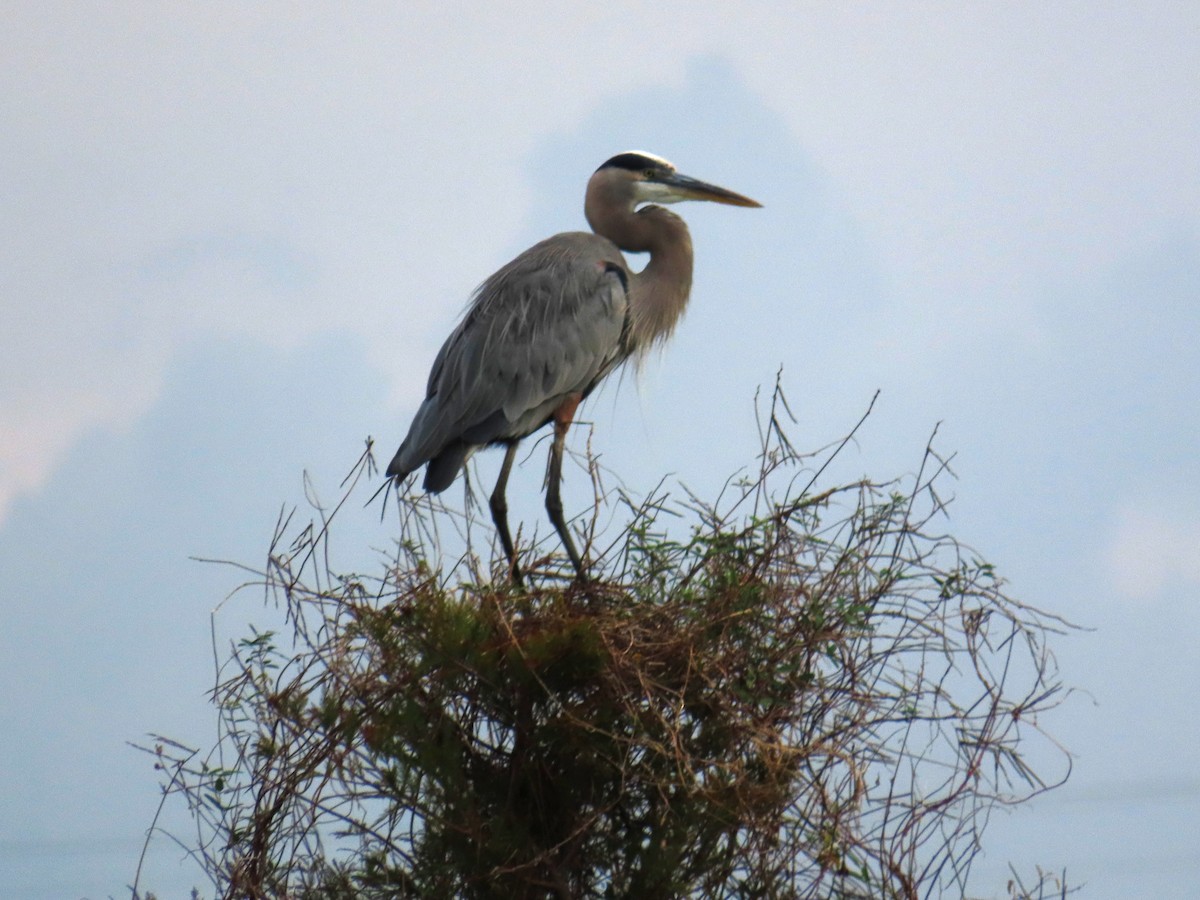 Koartza hauskara amerikarra - ML646905774