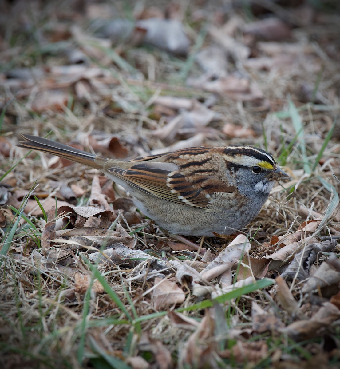 White-throated Sparrow - ML646905775