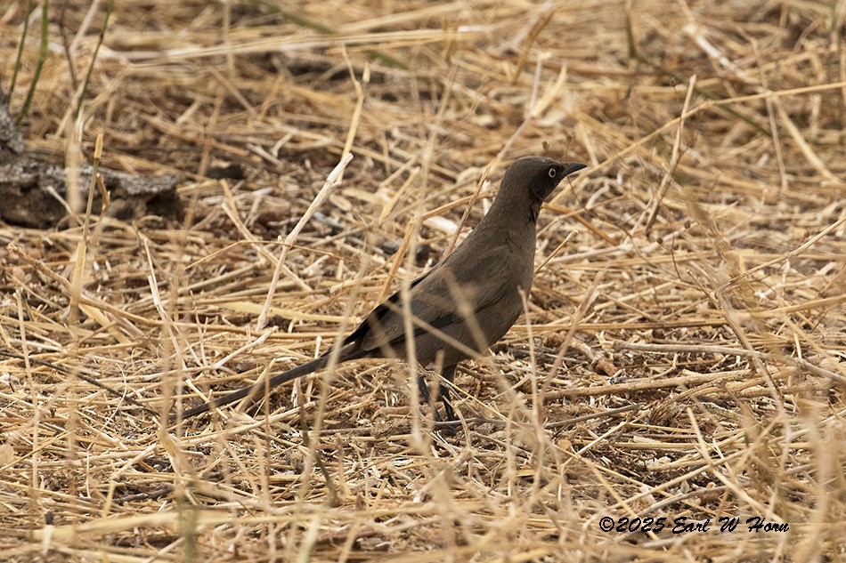 Ashy Starling - ML646905777