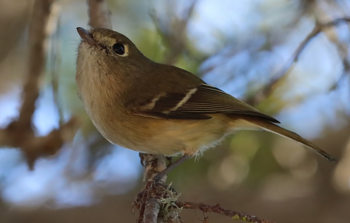 Hutton's Vireo - ML646905778