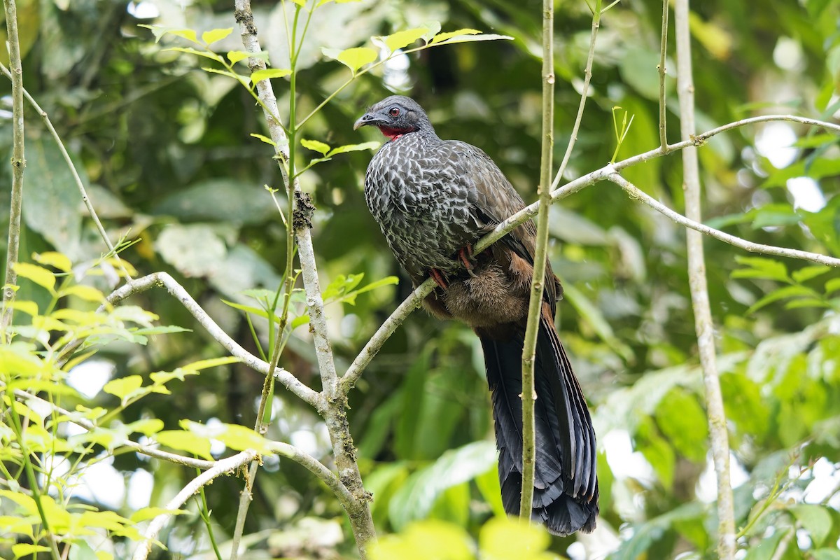 Cauca Guan - ML646905779