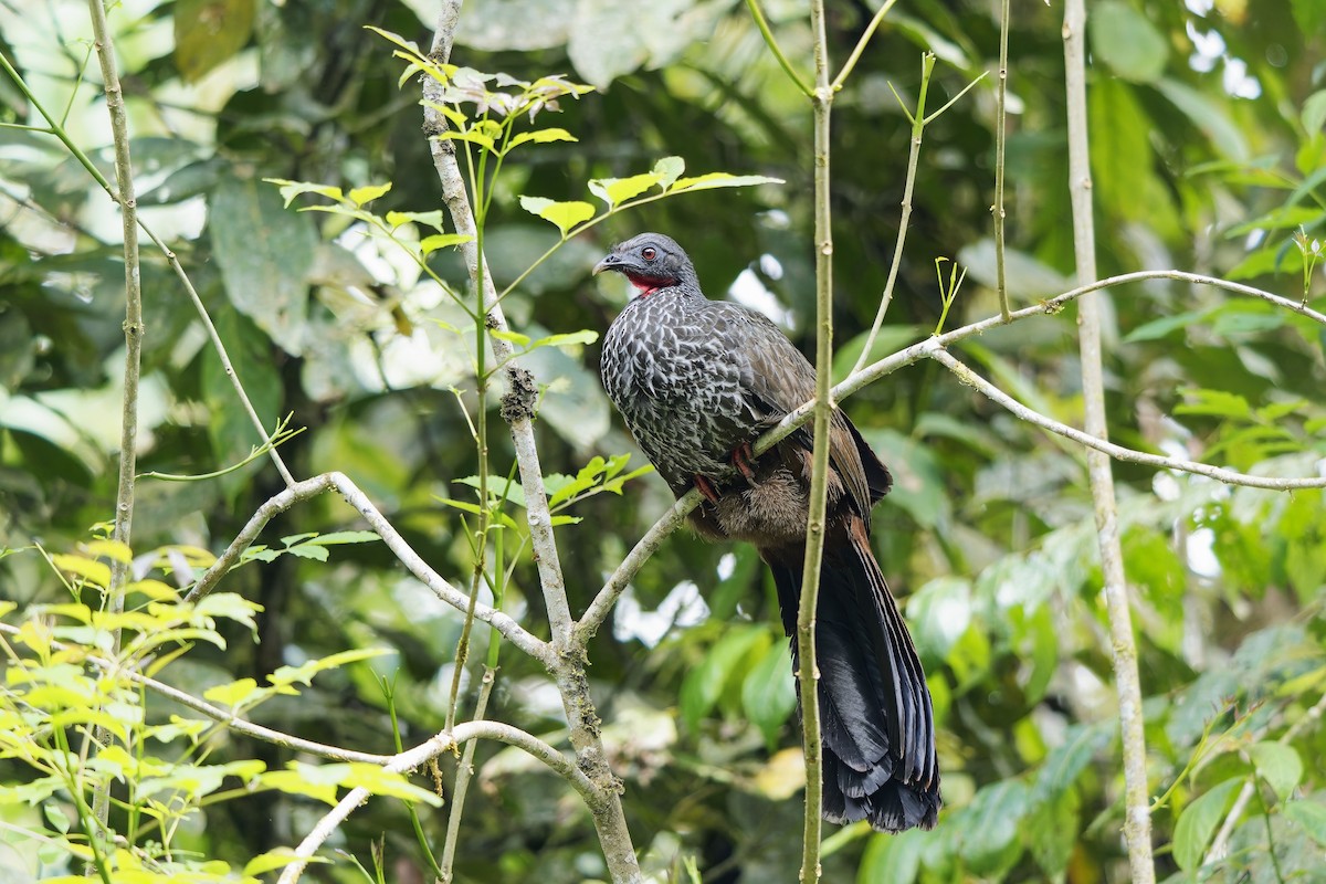 Cauca Guan - ML646905780