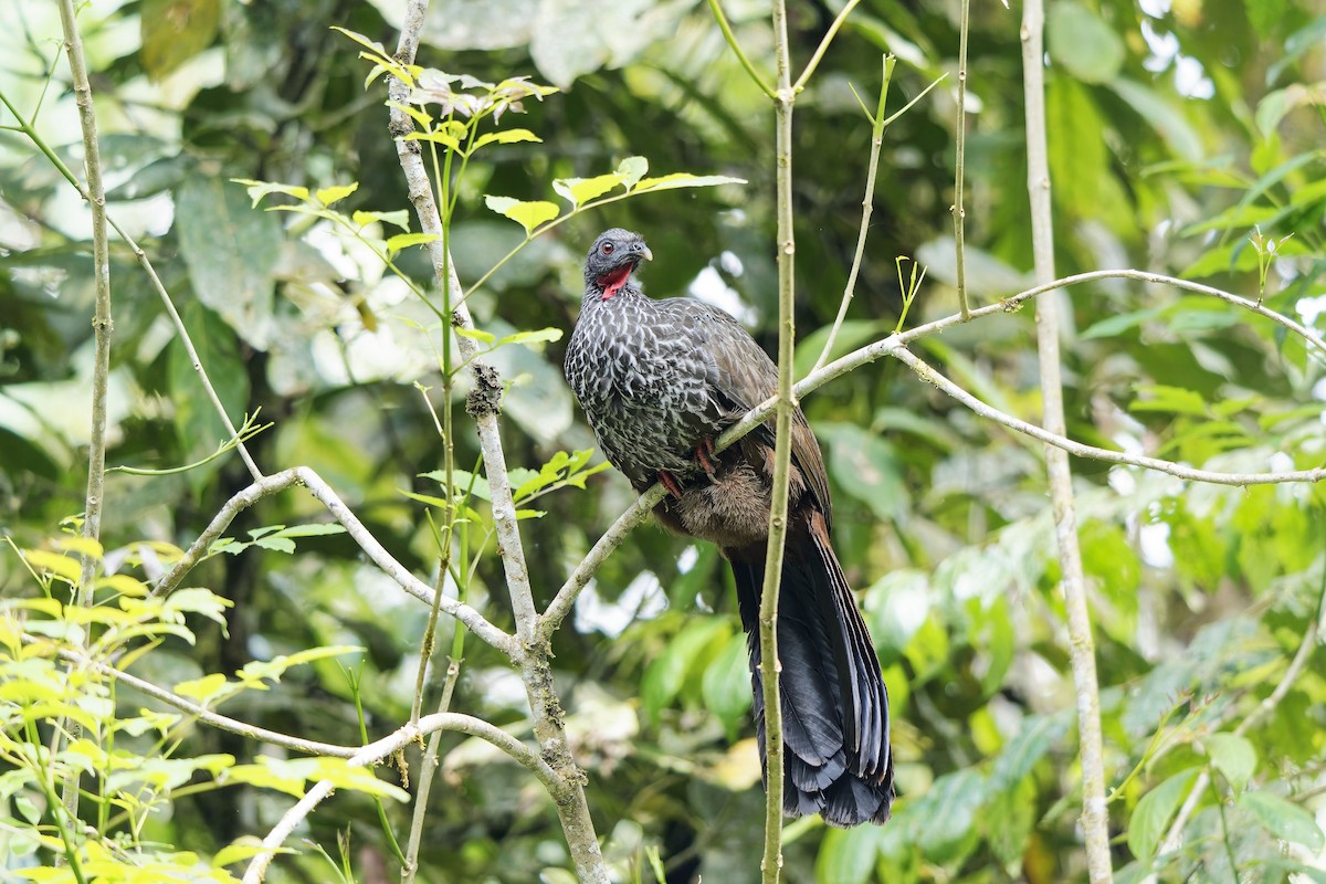 Cauca Guan - ML646905781