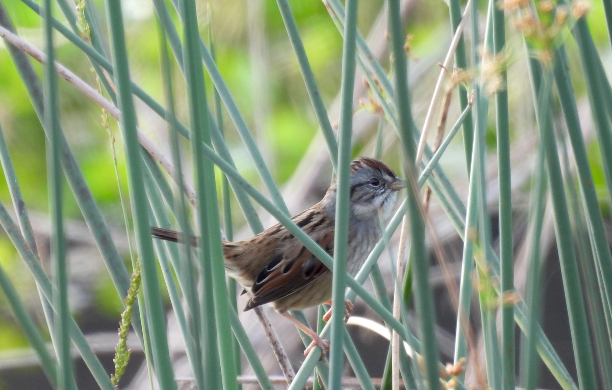 Swamp Sparrow - ML646905782