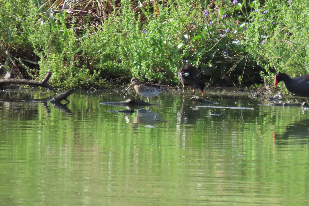 Wilson istingorra - ML646905783