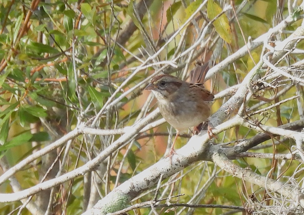 Swamp Sparrow - ML646905784