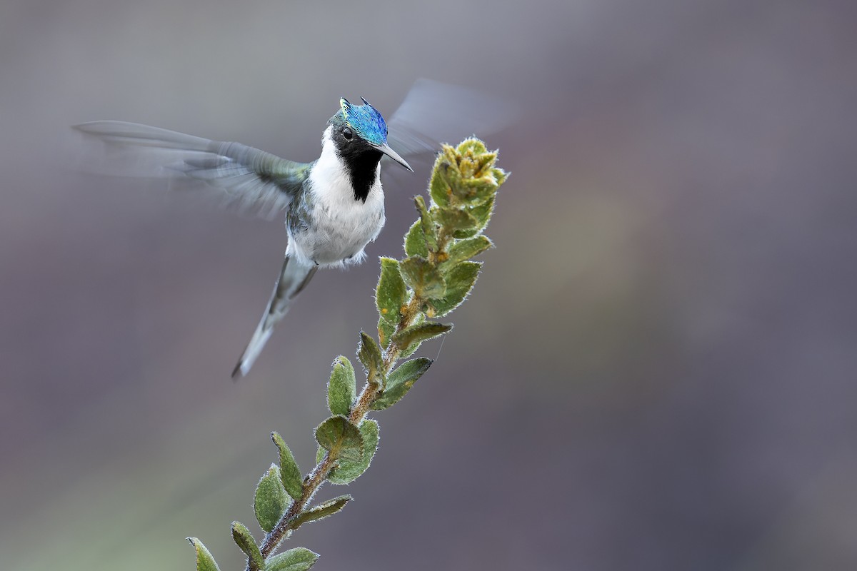 Horned Sungem - ML646905786