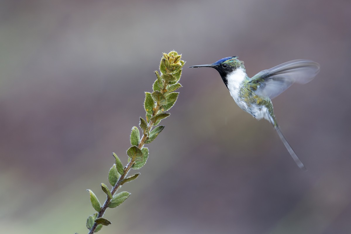 Horned Sungem - ML646905787