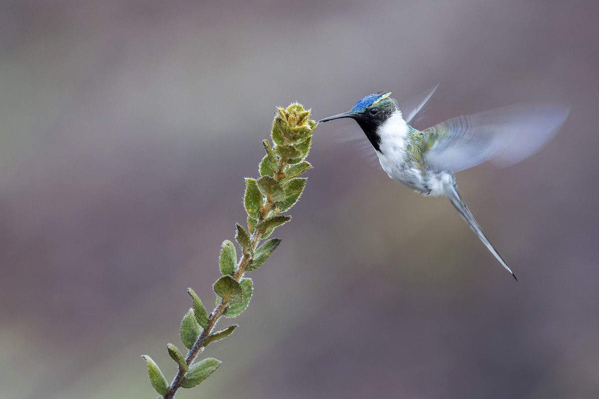 Рогатый колибри - ML646905788
