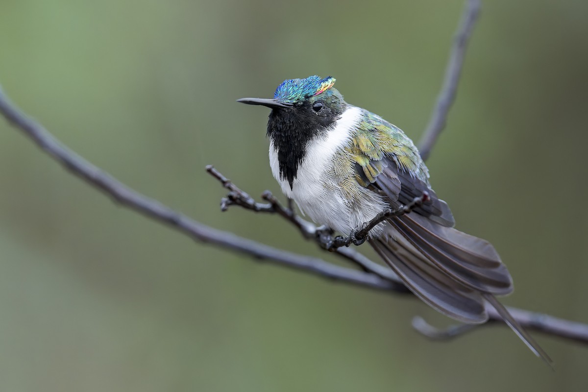 Horned Sungem - ML646905789