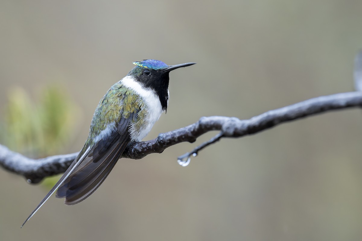 Рогатый колибри - ML646905790