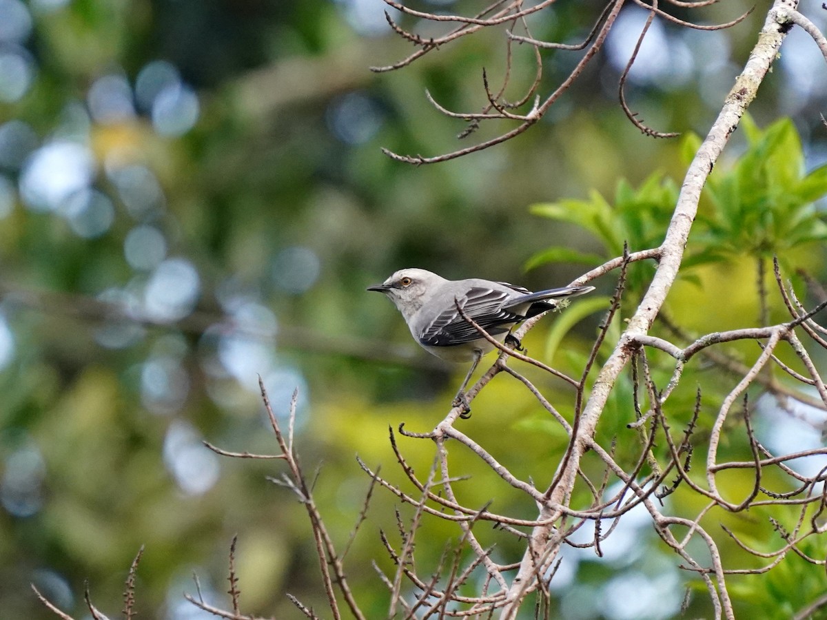 Tropical Mockingbird - ML646905791