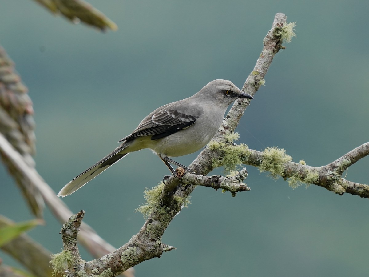 Tropical Mockingbird - ML646905792