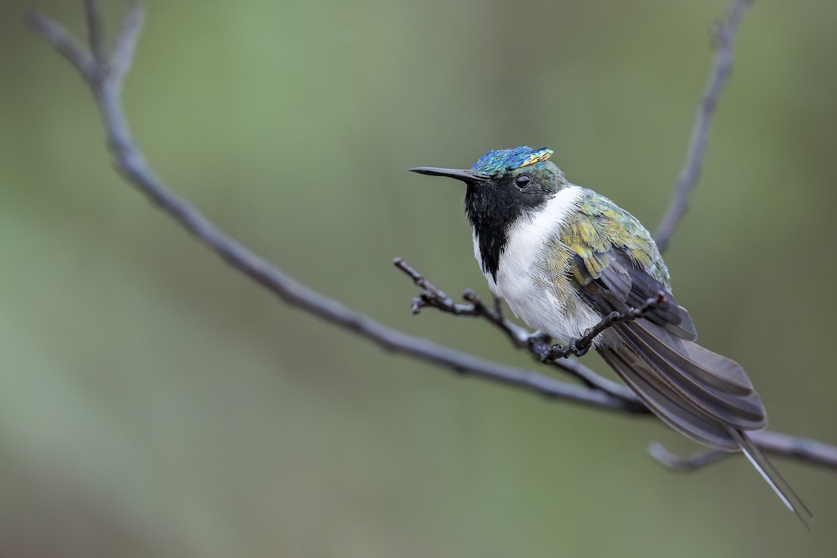 Horned Sungem - ML646905793