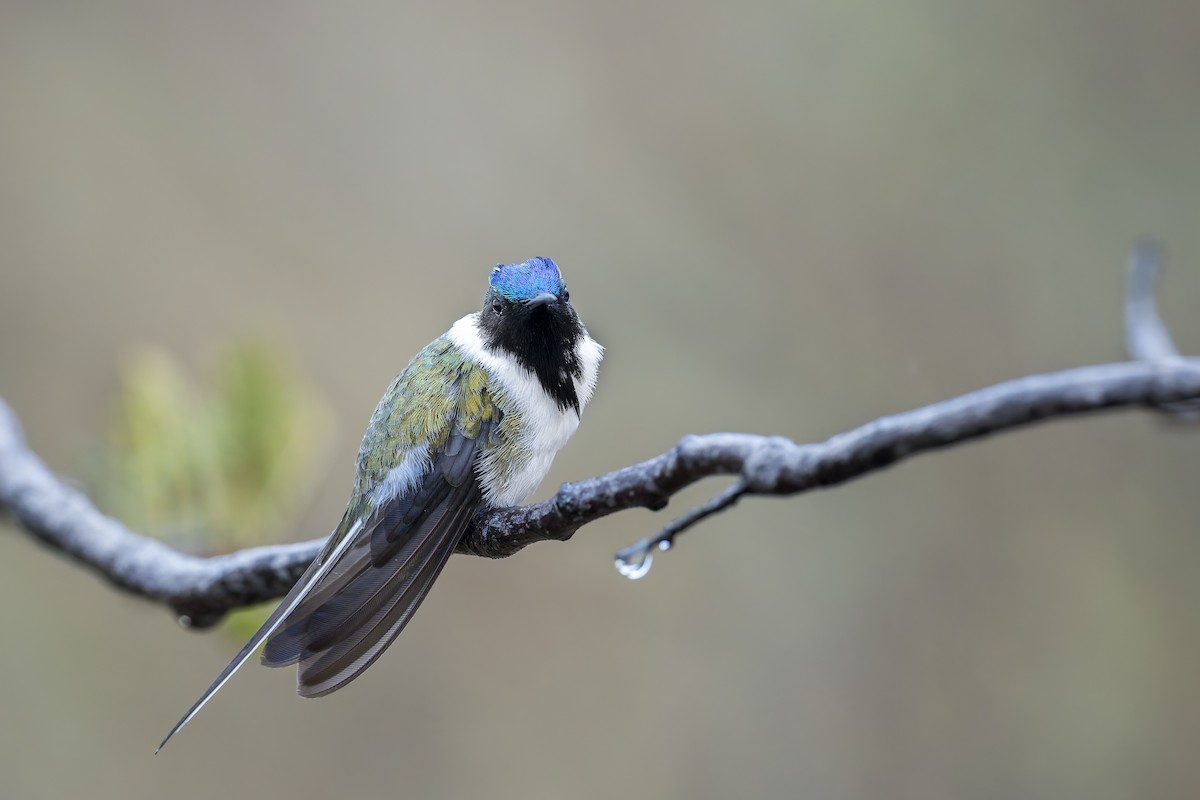 Рогатый колибри - ML646905794