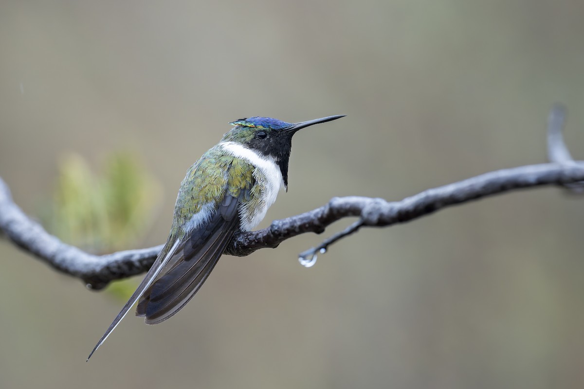 Horned Sungem - ML646905795