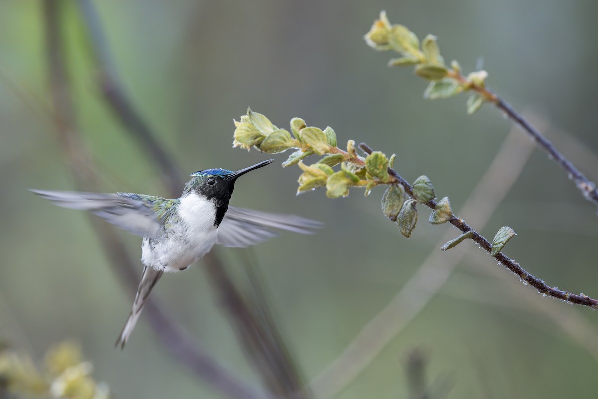 Horned Sungem - ML646905796