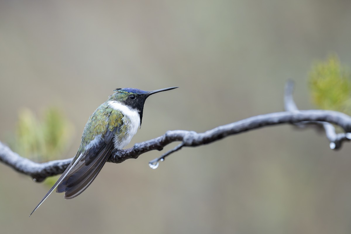 Horned Sungem - ML646905797