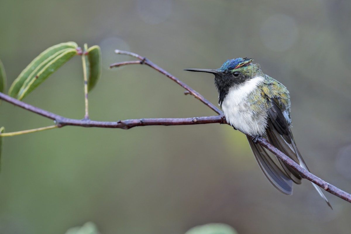 Horned Sungem - ML646905798