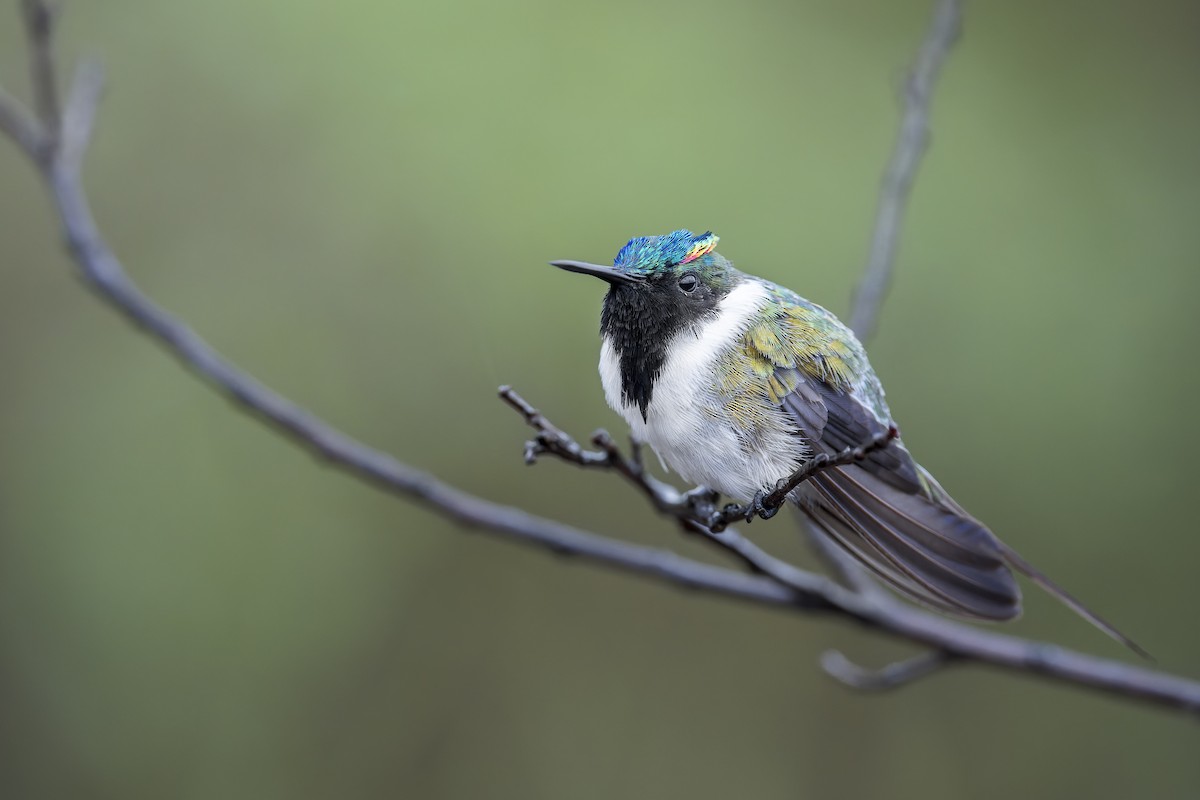 Horned Sungem - ML646905799