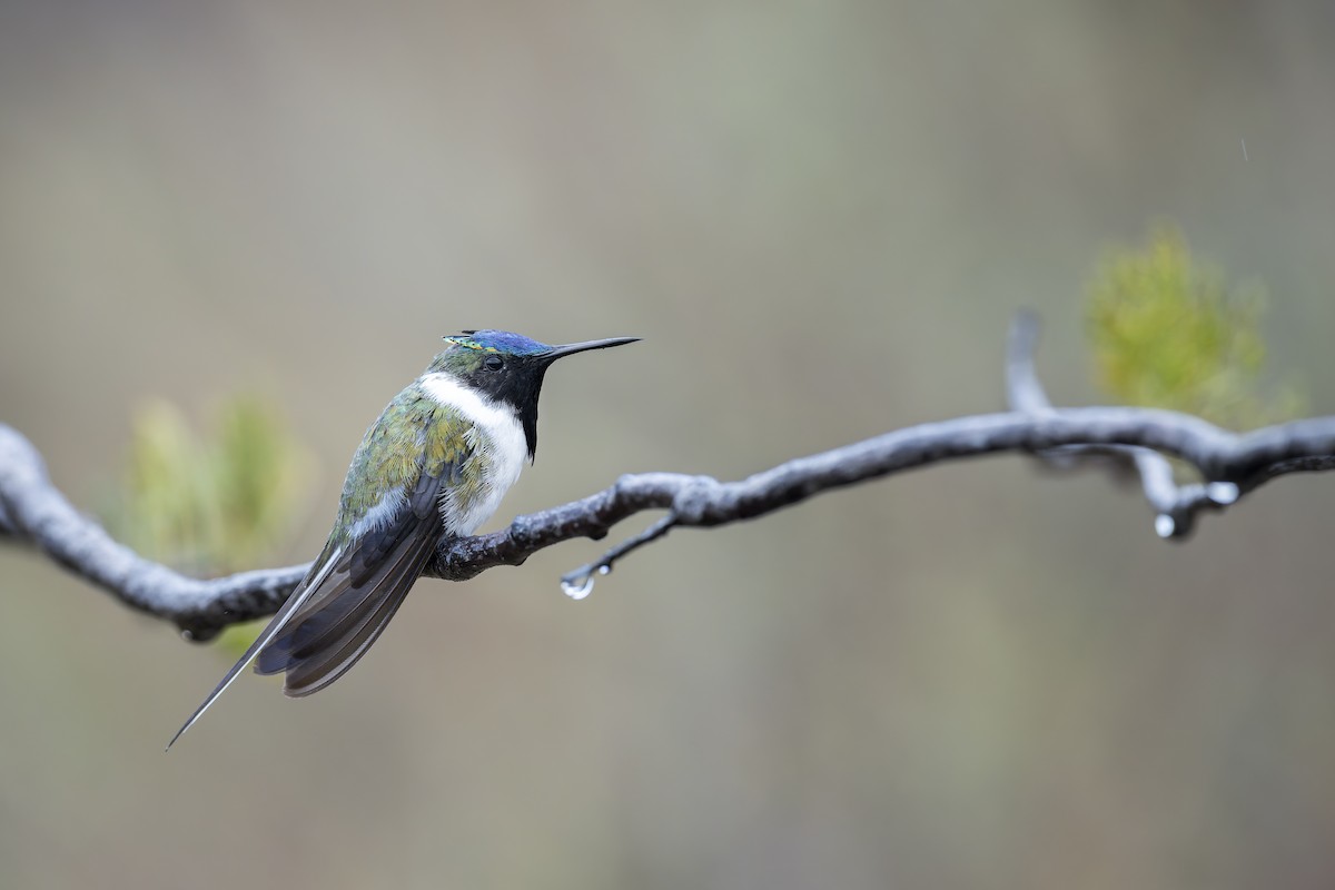 Horned Sungem - ML646905800