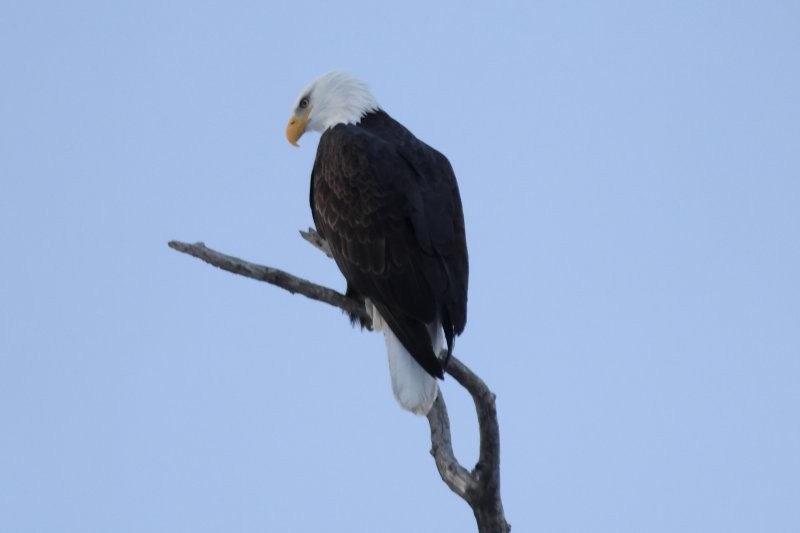 Itsas arrano buruzuria - ML646905801