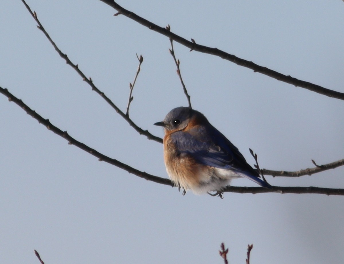 Eastern Bluebird - ML646905802