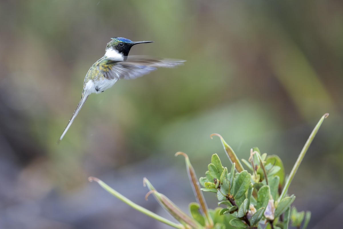 Horned Sungem - ML646905803