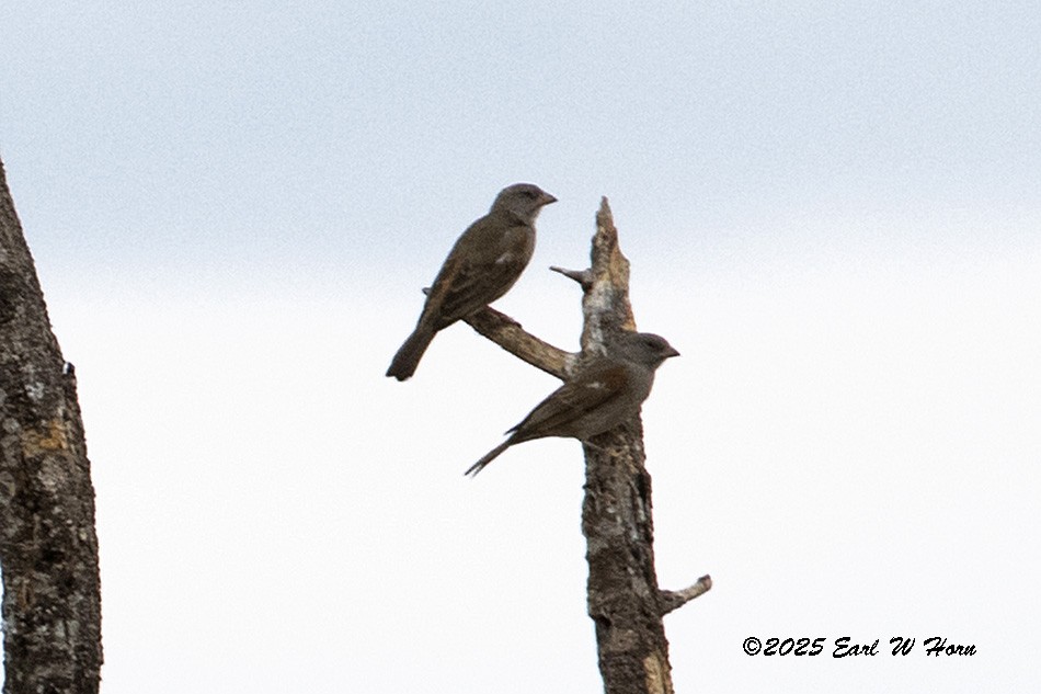 Northern Gray-headed Sparrow - ML646905804