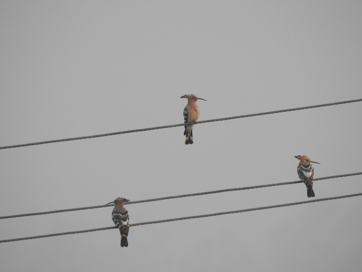 dudek chocholatý - ML646905806