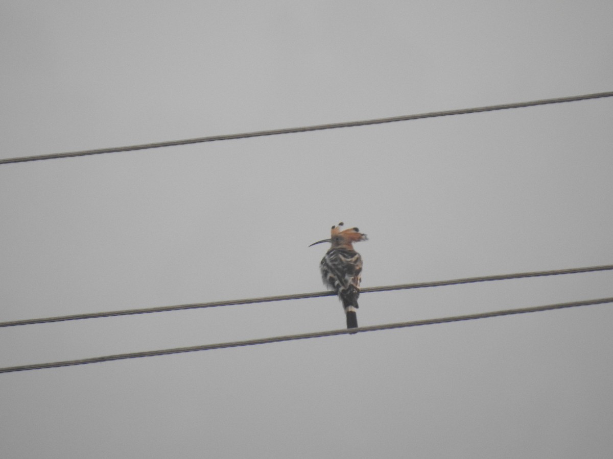 dudek chocholatý - ML646905807