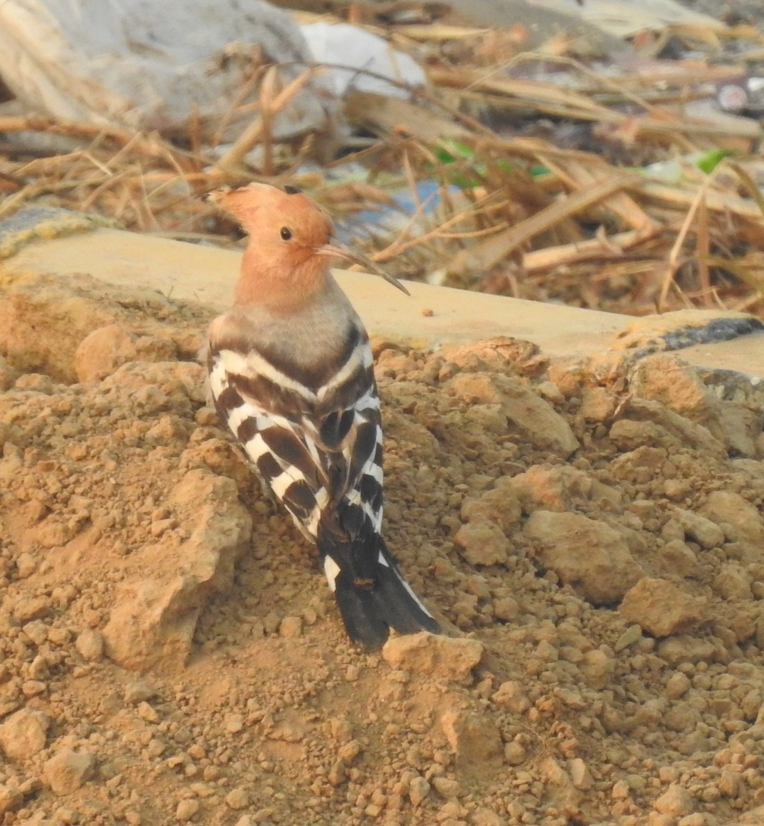 dudek chocholatý - ML646905808