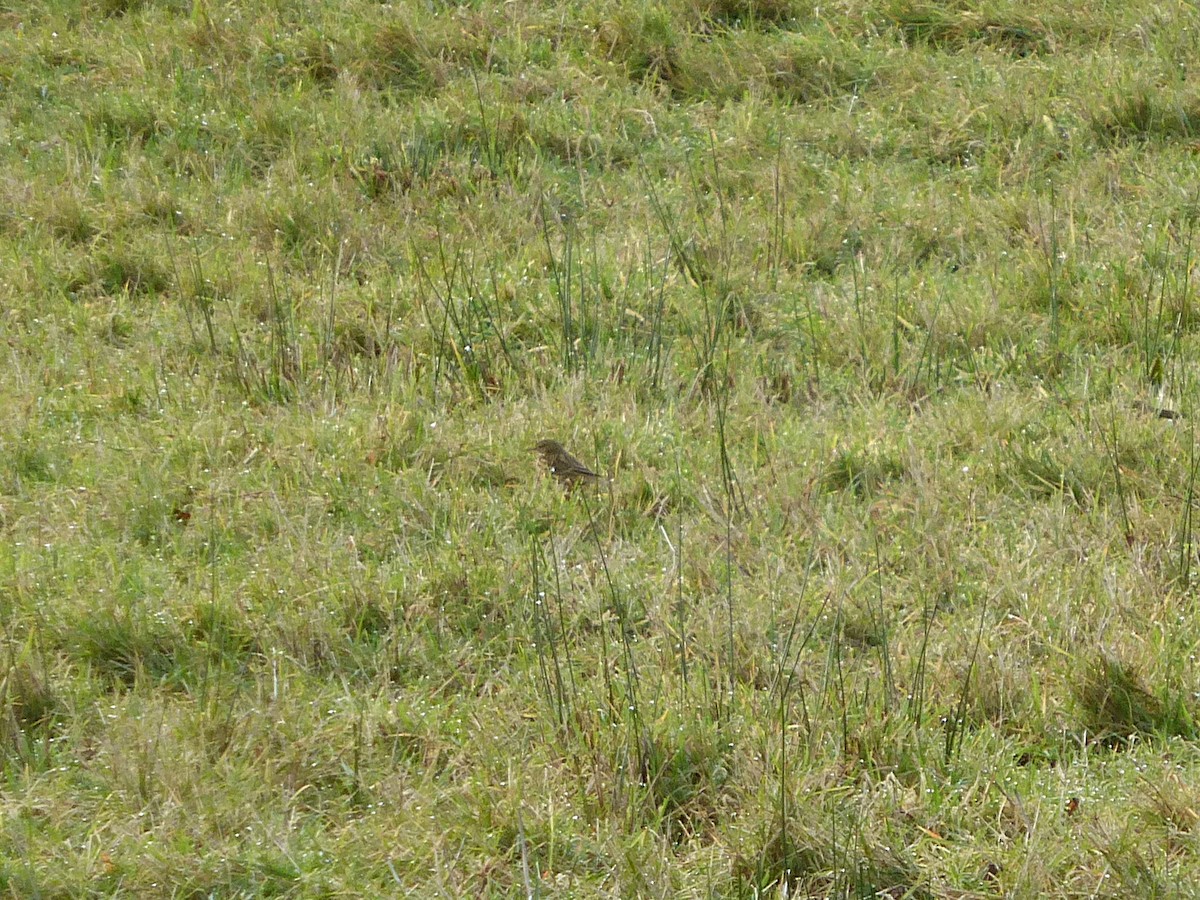 Meadow Pipit - ML646905812