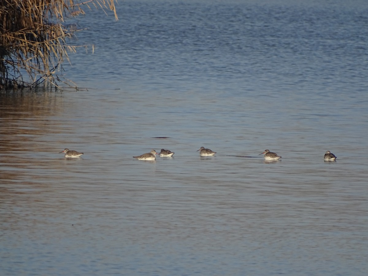 vodouš tmavý - ML646905815