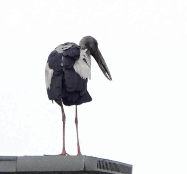 スキハシコウ - ML646905818