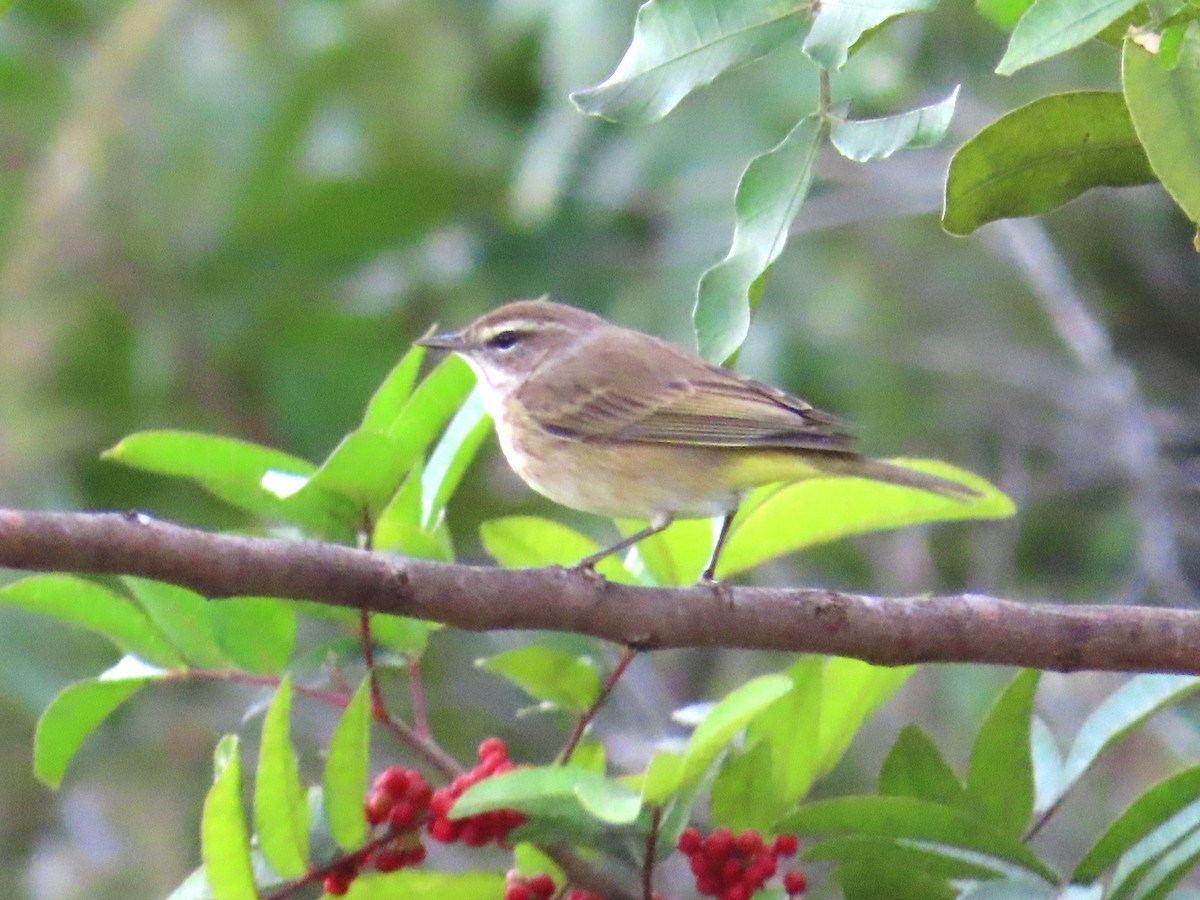 סבכון חום-כיפה - ML646905819
