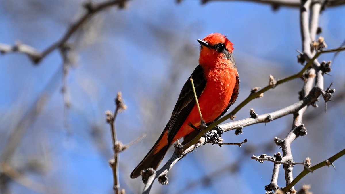 Moucherolle vermillon - ML646905820