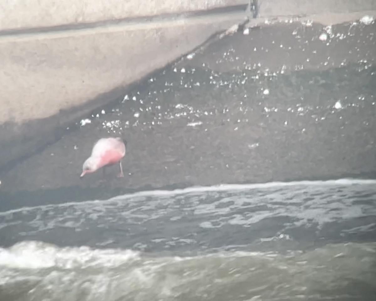 Ring-billed Gull - ML646905823