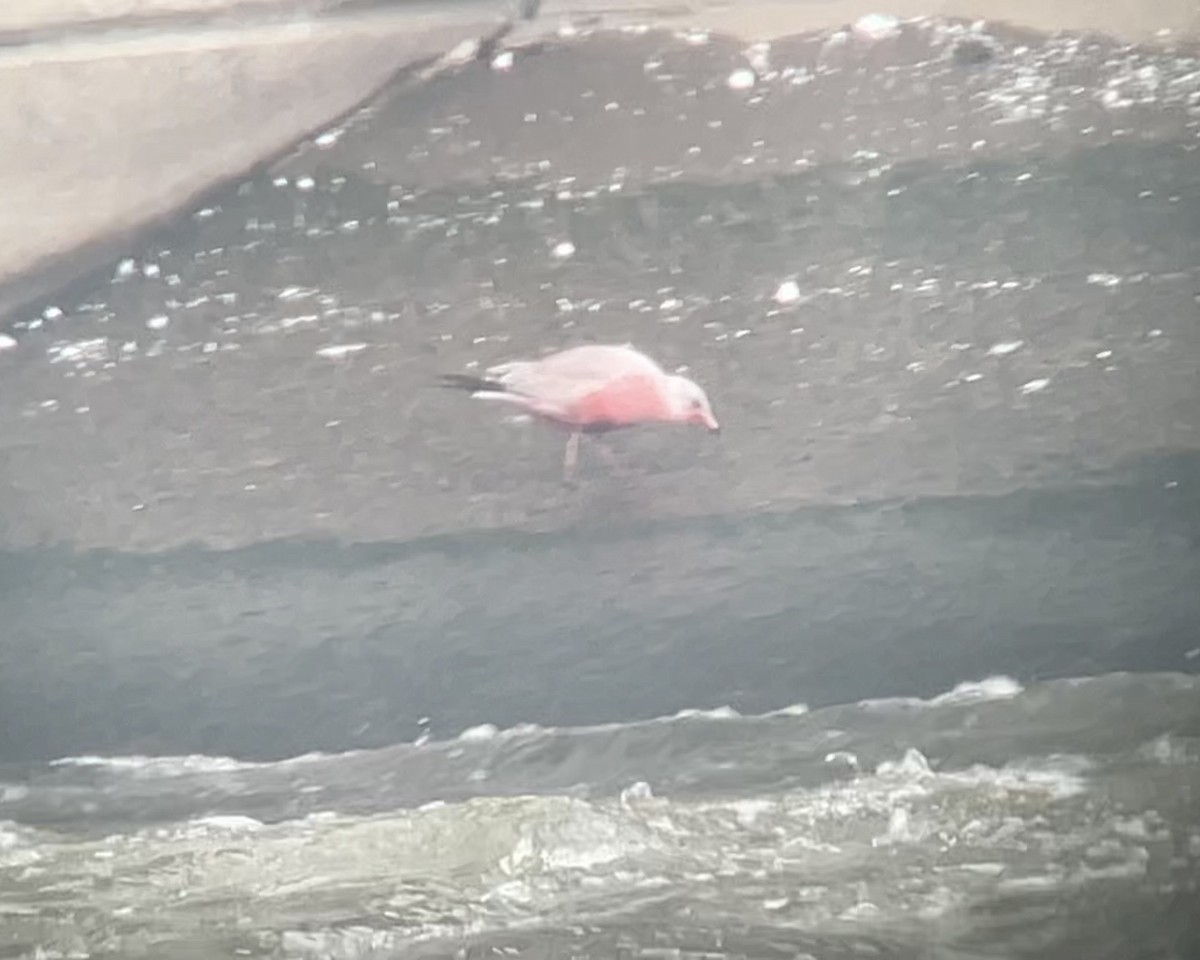 Ring-billed Gull - ML646905824