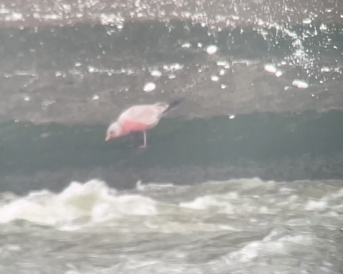 Ring-billed Gull - ML646905825