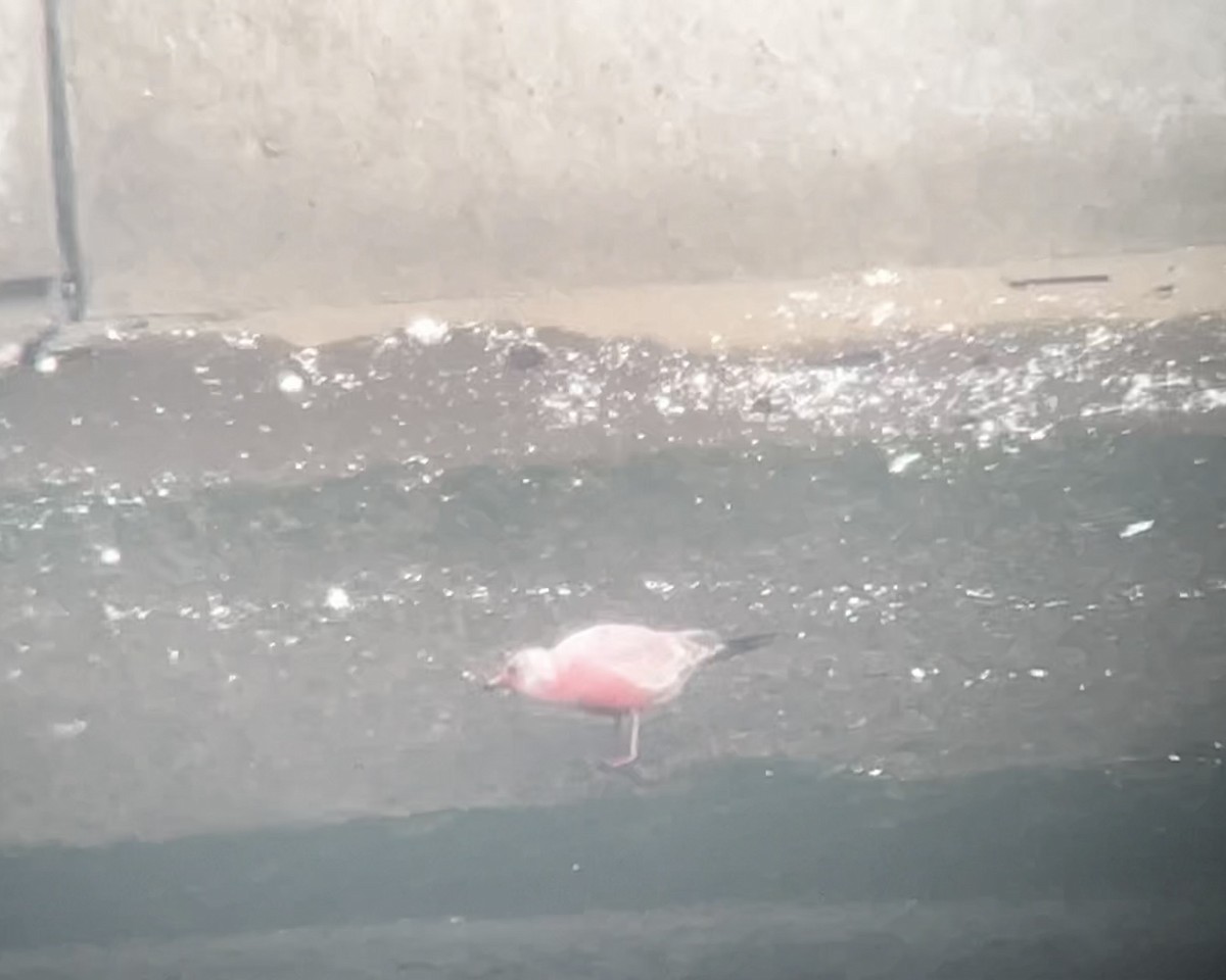 Ring-billed Gull - ML646905826