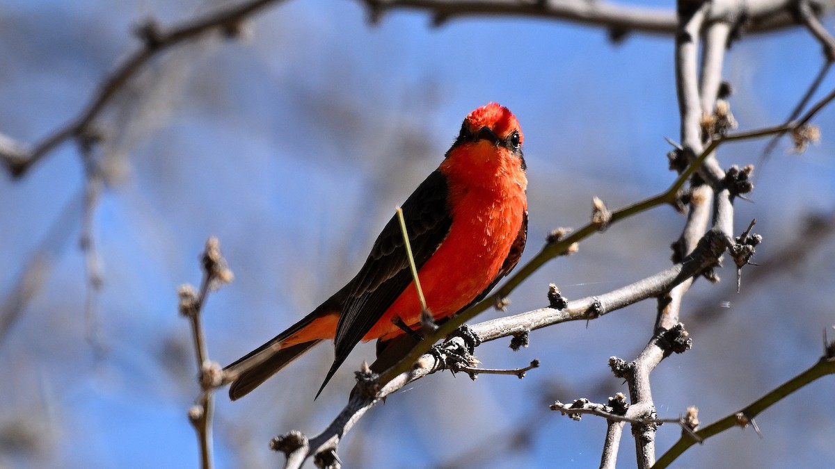 Moucherolle vermillon - ML646905828