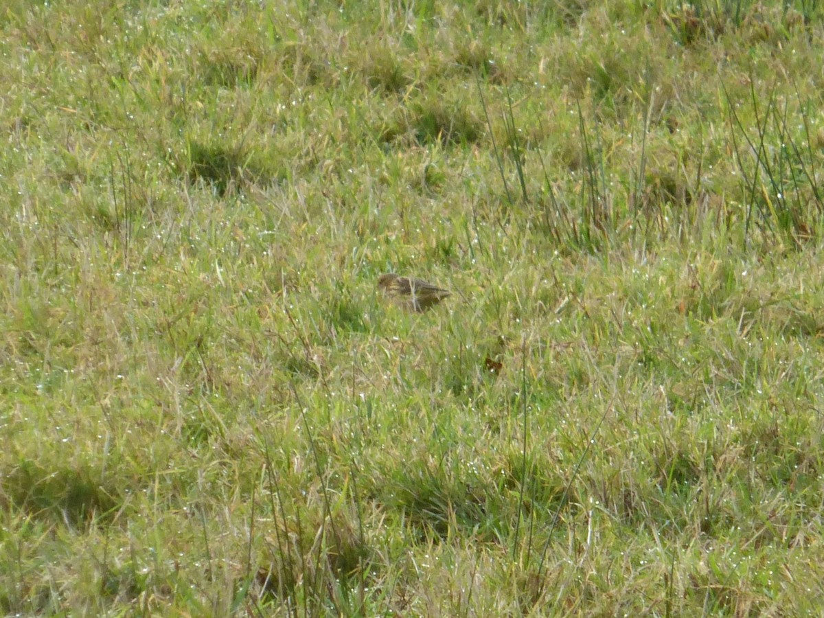 Meadow Pipit - ML646905829