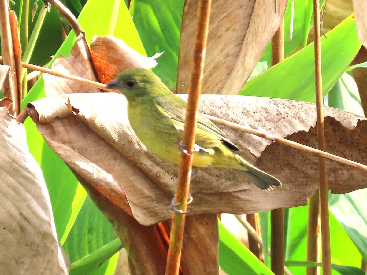 Boyalı Çinte - ML646905848